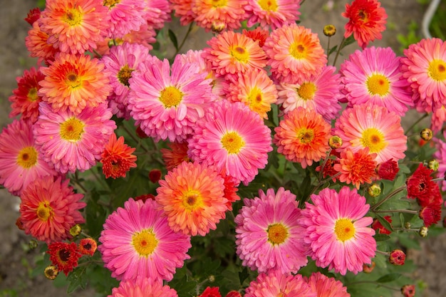 Fresh bright chrysanthemums Japanese korean style Background for a beautiful greeting card Autumn flowers in the garden