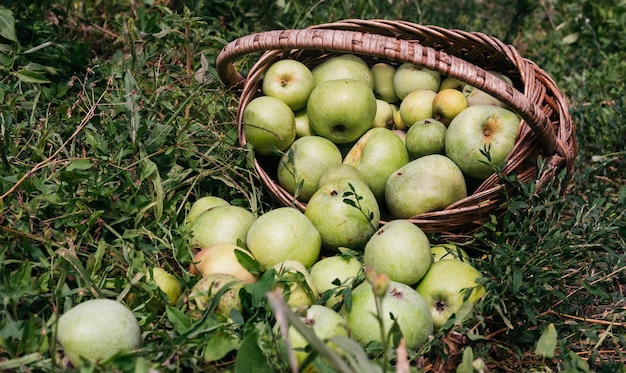 Fresh bright green apples in an upturned basket the farmer's harvest of late summer and early autumn