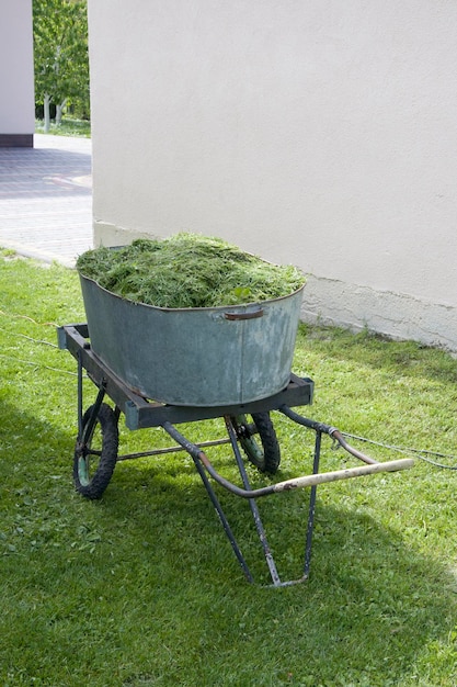 Fresh bright green grass hay cut in a cart in the yard summer sunny day