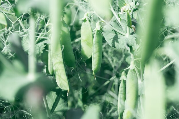 Fresh bright green pea pods on a pea plants