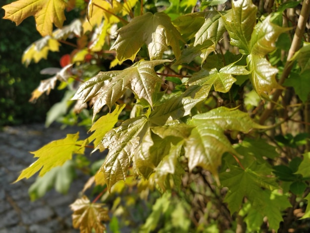 Fresh bright maple sprouts Green maple leaves background