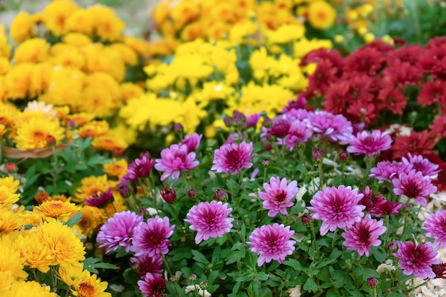 Fresh bright red purple and yellow chrysanthemums bushes in autumn garden