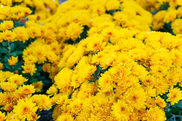 Fresh bright yellow chrysanthemums bushes in autumn garden