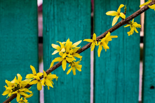 青いフェンスの背景に新鮮な明るい黄色レンギョウ咲く小枝
