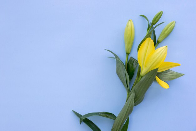 Fresh bright yellow lily flowers on blue background