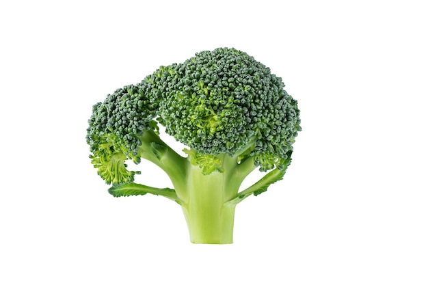 Fresh broccoli isolated on white background Broccoli cabbage slice for design