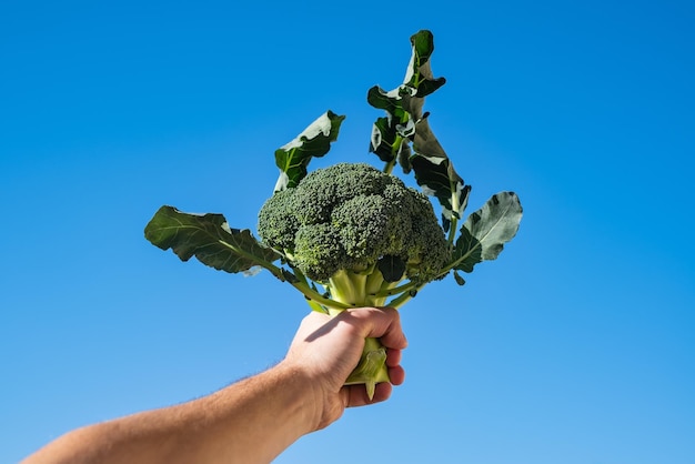 Fresh broccoli on a white background Healthy food concept