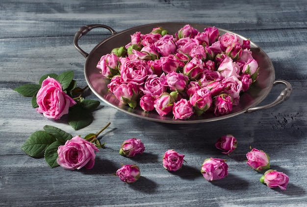 写真 お茶のバラの新鮮な芽