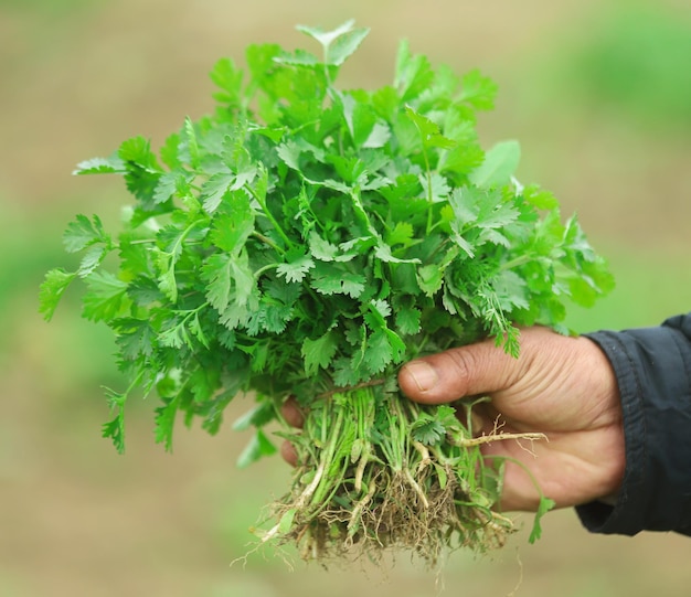 Fresh bunch of coriander leaves