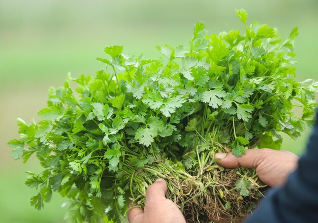 Fresh bunch of coriander leaves