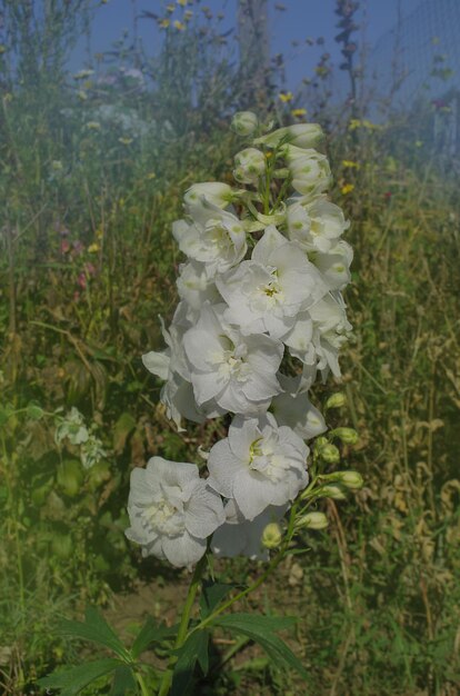 Fresh bunch of natural beautiful flowers on the field Delphinium white flowers blooming flowers Delphinium white flowers growth in garden