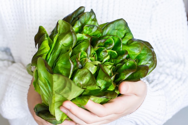 Fresh bunch of oily lettuce in female hands Healthy vitamin diet food Natural antioxidant