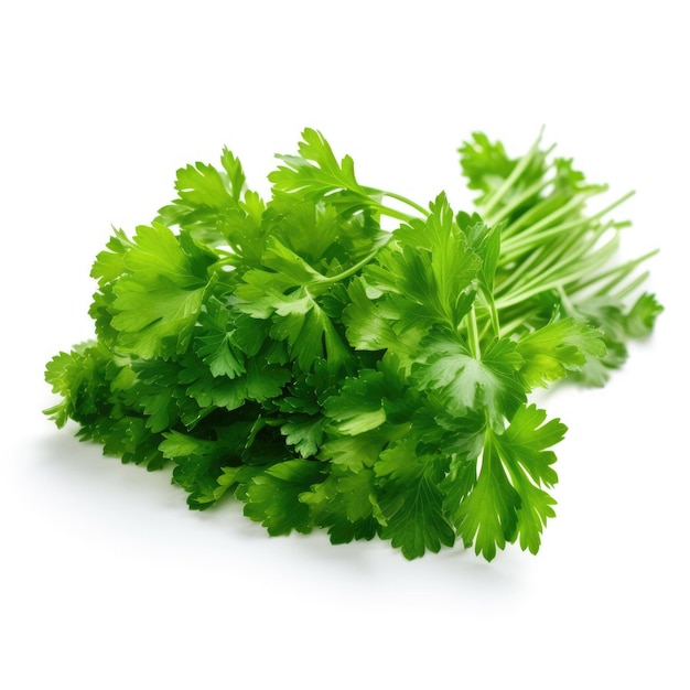 Fresh bunch of parsley on white background