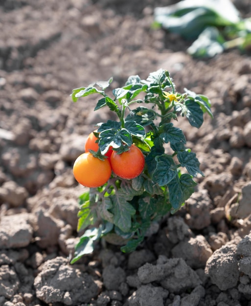 Fresh bunch of red natural tomatoes on branch in organic vegetable garden