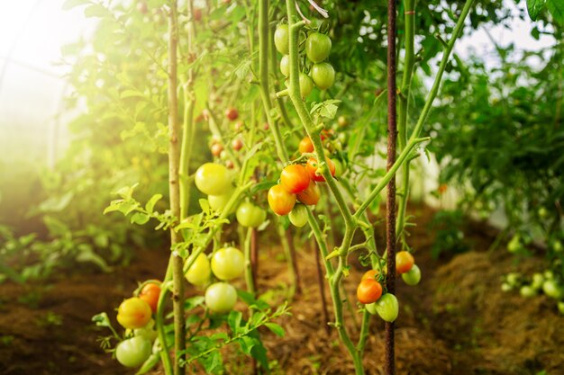 Fresh bunch of red ripe and unripe natural tomatoes growing in a home greenhouse. Agriculture and gardening concept.