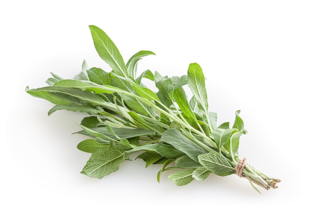 Fresh bunch of sage isolated on white background