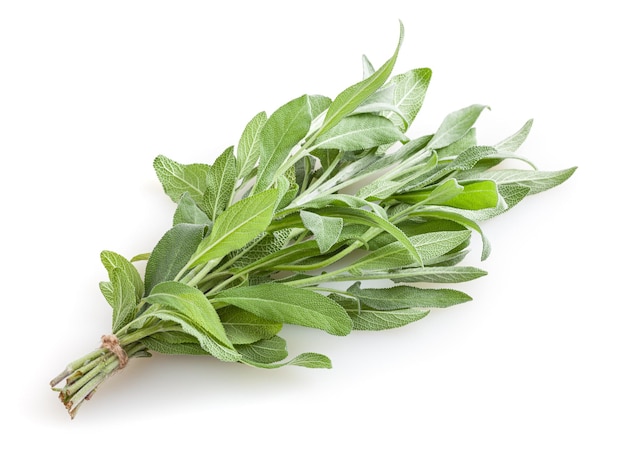 Fresh bunch of sage isolated on white background