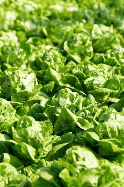 Foglie fresche della lattuga di butterhead, azienda agricola di verdure idroponica delle insalate