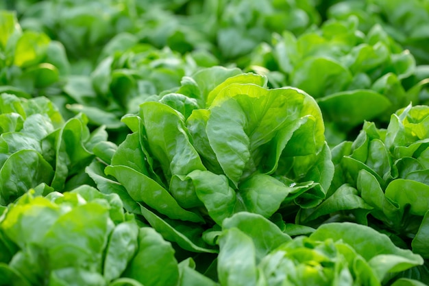 Fresh Butterhead lettuce leaves, Salads vegetable hydroponics farm