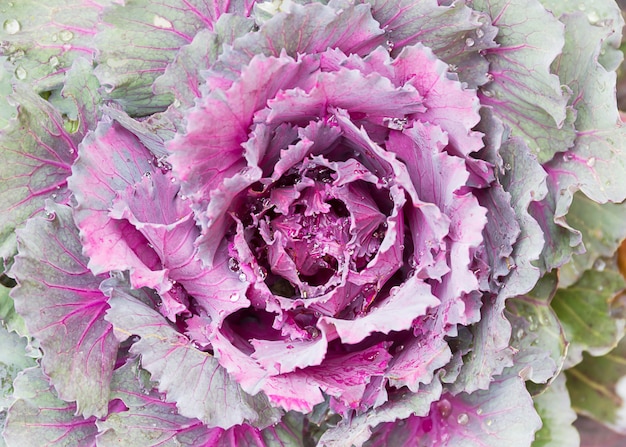 Fresh cabbage (brassica oleracea) plant leaves