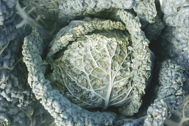 Fresh cabbage close-up. Organic vegetable background. Cabbage leaves with drops of dew