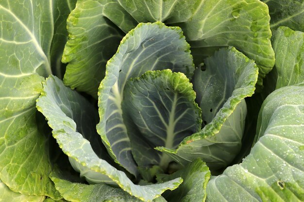 Fresh cabbage closeup Organic cabbage from the farm Growing healthy vegetables