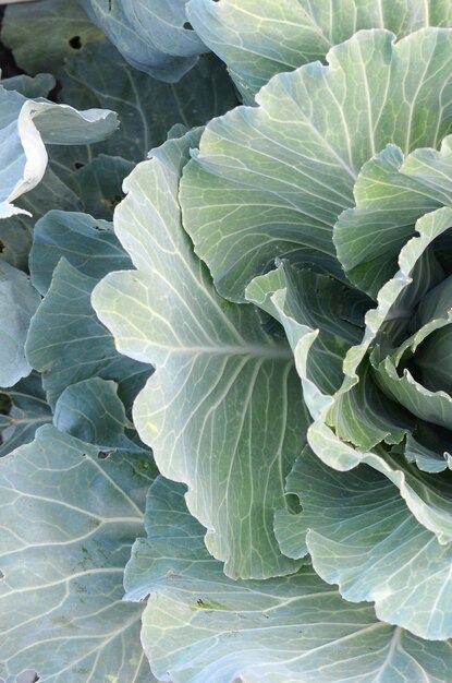 Fresh cabbage from farm field in the garden view of green plants vegetarian food top view green