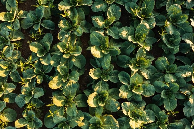 Fresh cabbage from farm field View of green cabbages plants