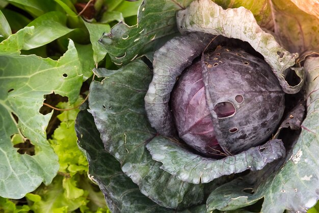 Fresh cabbage from nature background