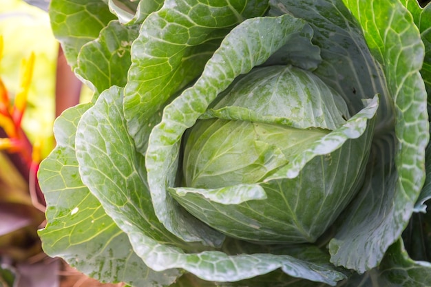 Fresh cabbage from nature background