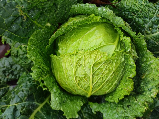 Fresh cabbage green plant