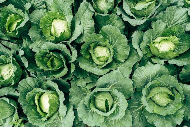 Fresh cabbage growing in a vegetable farm in thailand