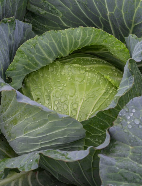 Fresh cabbage in the morning is covered with dew