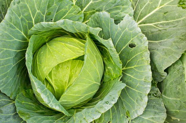 野菜畑の新鮮なキャベツ