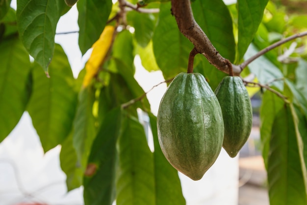 Baccelli di cacao freschi dall'albero del cacao