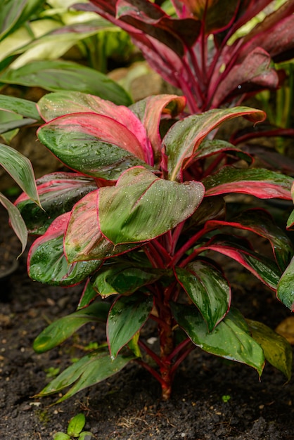 Fresh Caladium planted on ground