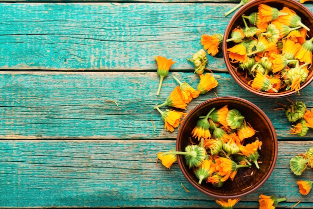 Fresh calendula flowers in herbal medicine.Marigold,healing herbs.Copy space