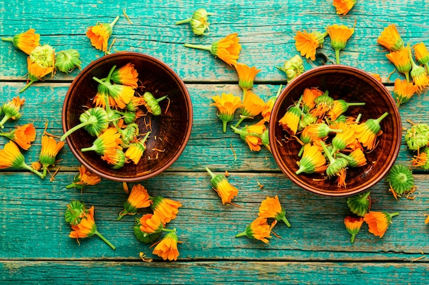 Fresh calendula flowers in herbal medicine.Marigold,healing herbs