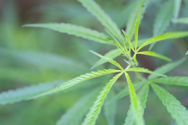 Fresh Cannabis or hemp.