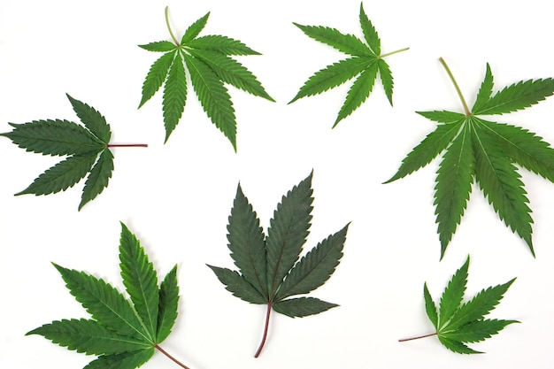 Fresh cannabis leaf or marijuana. Nature concept and layout of a frame made of cannabis leafs.