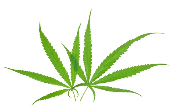 Свежие зеленые листья марихуаны конопли, изолированные на белой поверхности с обтравочным контуром