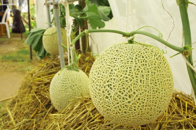 Fresh cantaloupe melons plants growing in the greenhouse farm.