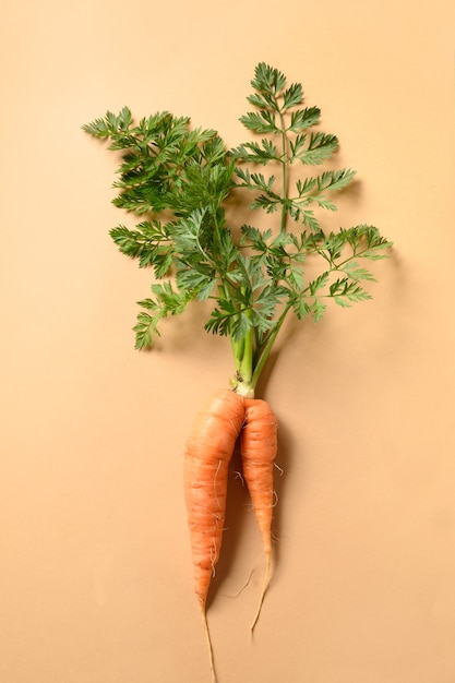 Fresh carrot isolated on orange