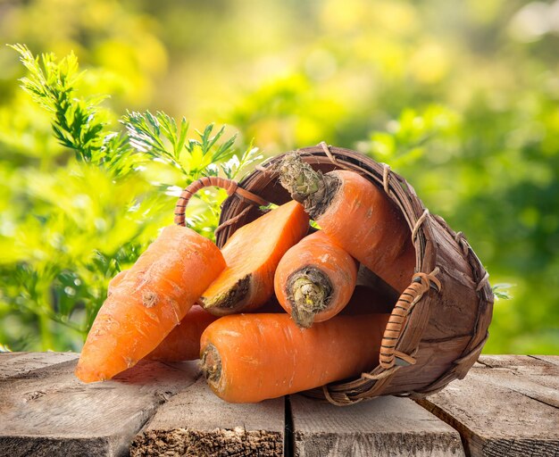 Fresh carrots in basket