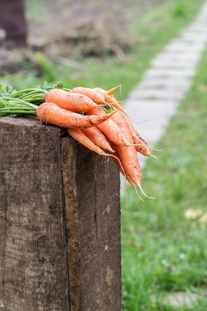 Fresh  carrots picked from the garden. vegetables harvest