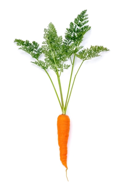 Fresh carrots with batwa lie on a white plate Isolate closeup