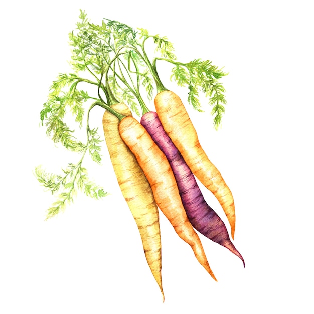 Свежая морковь с листьями акварель иллюстрации. Реалистичные рисованной овощи набор изолированных