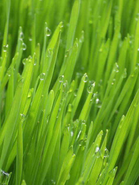 Photo fresh cat grass can help cats get rid of hairballs