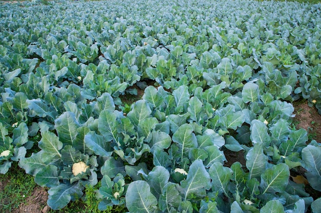 Fresh Cauliflower the raw vegetable grows in organic soil in the garden Organic farming of fresh cauliflower plantation