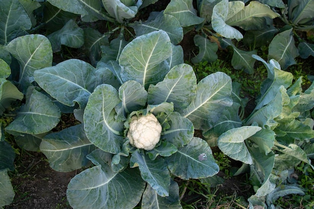 新鮮なカリフラワー 生の野菜は庭の有機土で育ちます 新鮮なキャリフラワーのプランテーションの有機農業